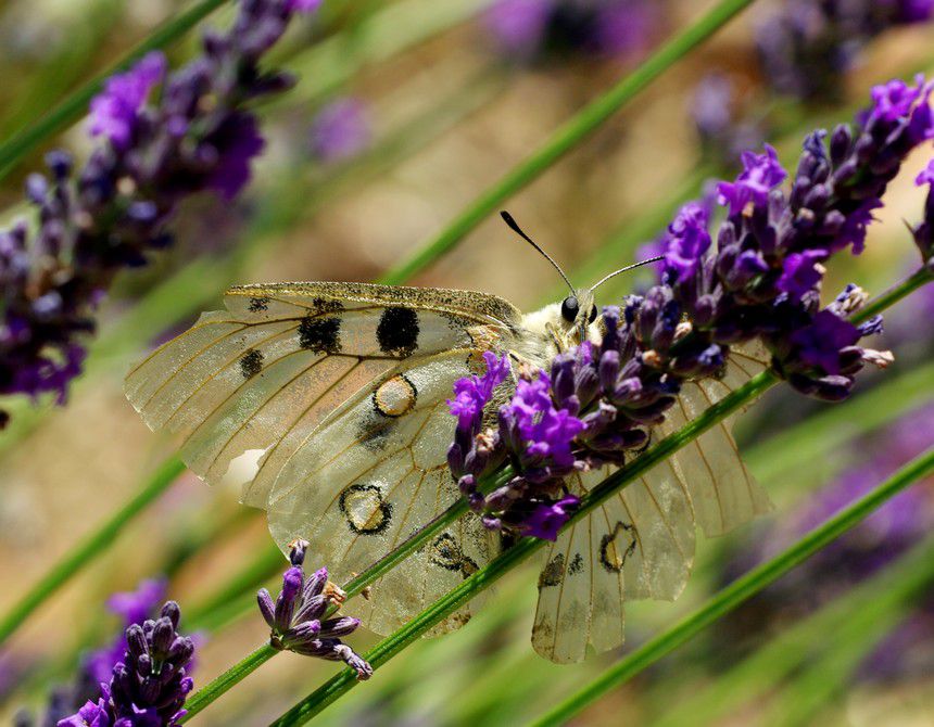 Album - Macro-Papillons