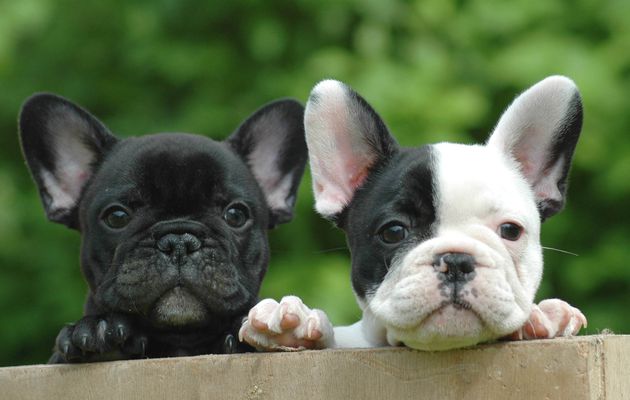 Paruvendu chiot bouledogue francais