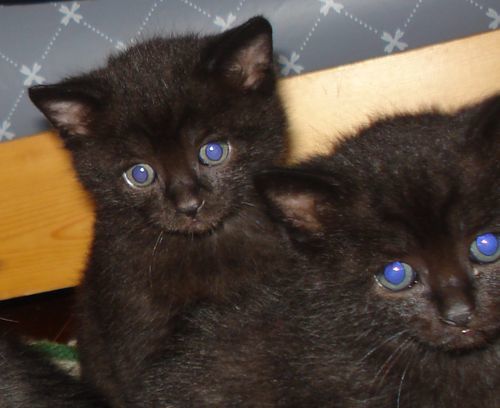 Voici des photos des animaux qui nous entourent, ils font partie de notre vie, pour le meilleur et pour le pire, et resteront dans notre coeur pour toujours... Et voici aussi la famille !