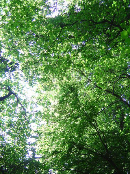 Album - Dans les bois de Belgique