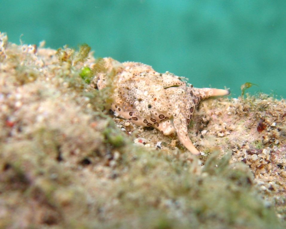 Limaces-de-mer: La plus évidente caractéristique qui permet de les distinguer extérieurement des autres limaces de mer, est la présence des deux rhinophores céphalique enroulés.