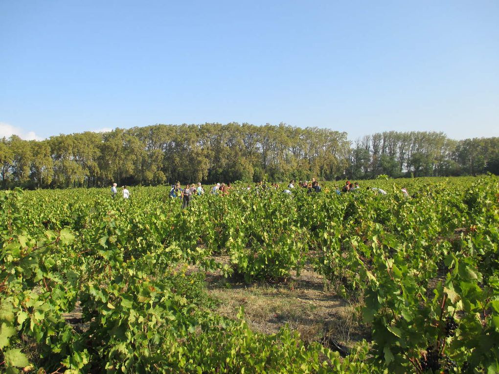 Quand les élèves vendangent... la cuvée sera bonne!