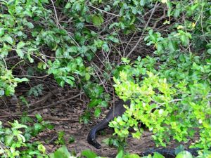 Pantanal Wilderness (Brésil en  camping-car)
