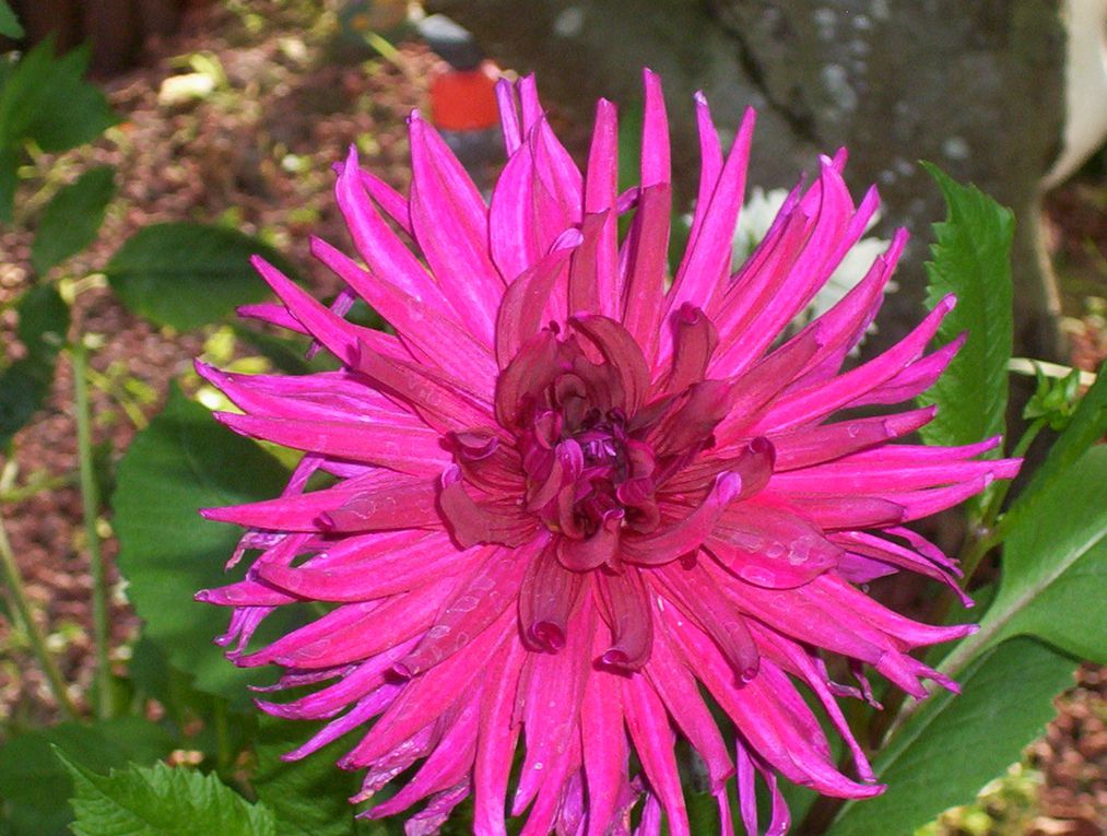 Des fleurs à vous en faire tourner... la tête ! - Nature Photos, Tous droits réservés © 2013