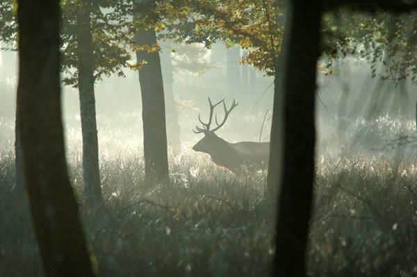 Photos d' animaux&nbsp; prises dans le Parc Naturel de la For&ecirc;t d'Orient