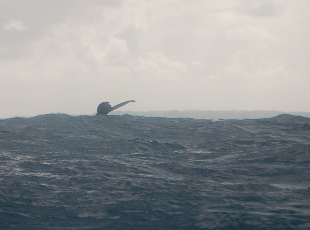 En tuk tuk comme en Inde; les toilettes de l'école maternelle; Il médite mon chéri; des piscines naturelles, un lieu sacré pour les Malgaches; c'est le festival des baleines à Ste-Marie. des dizaines viennent pour se reproduire ou mettre leurs baleineaux à l'abri; des orchidées poussent partout, parasitant les arbres