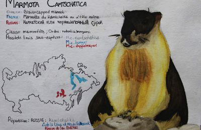 La Marmotte du Kamtchatka