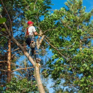 Obtain These Outstanding Benefits by Hiring Tree Removal Services