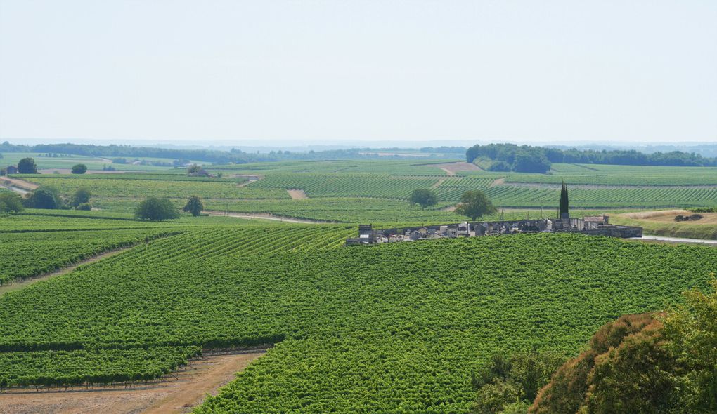Les vignes du Cognac, du côté de Segonzac.