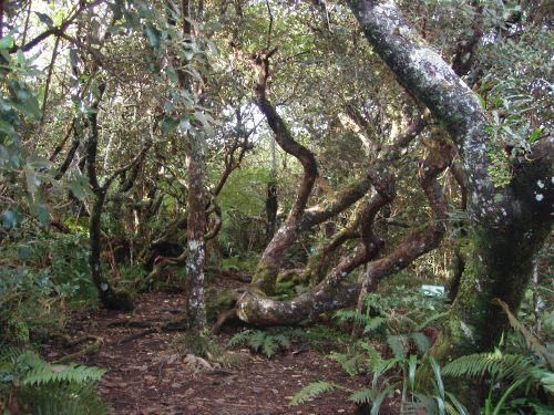 Photos prises sur le sentier botanique Notre-Dame de la Paix, dans les environs de Bourg-Murat, Ile de La R&eacute;union.