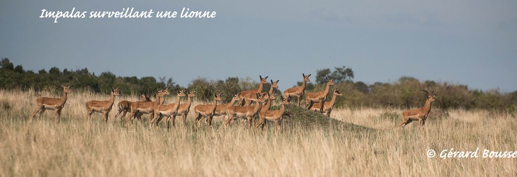 MASAÏ MARA, Lacs BARINGO &amp; BOGORIA - KENYA - OCTOBRE 2017