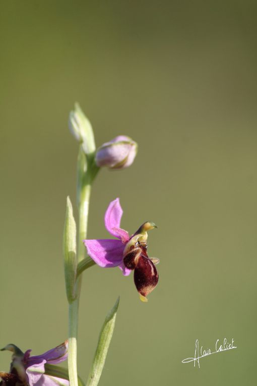 Orchis abeille