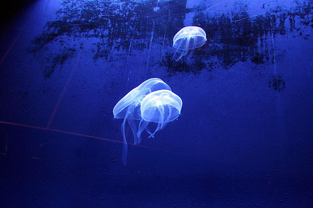 Visite de l'Océarium du Croisic Loire Atlantique