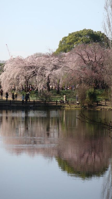 Avant que le printemps n'arrive nous avons passé un weekend au ski avec l'association des français du Japon, puis les fleurs des Sakura si attendues ici sont arrivées!