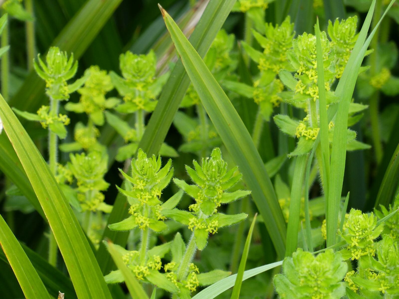 gaillet croisette - rumex - laîche pendante