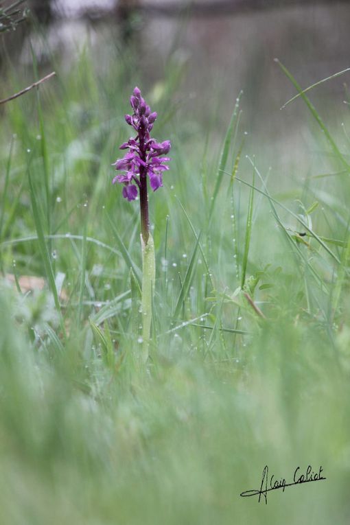 Orchis male