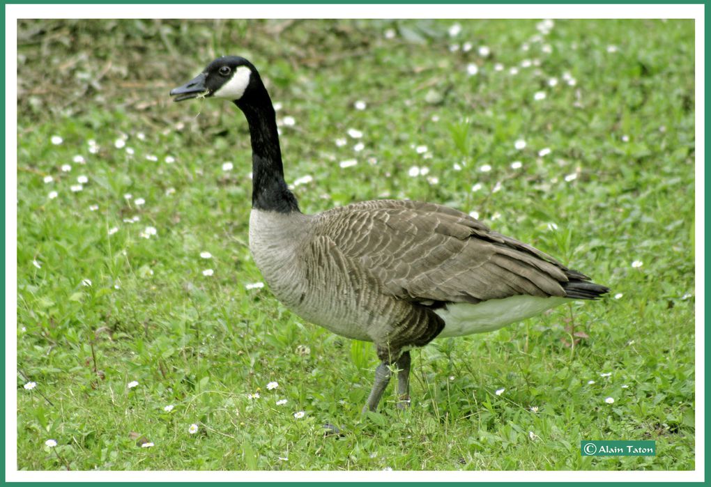 Album - le-marais-Poidevin