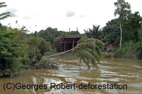 Une série d'image du véritable massacre écologique qui est en cours à Bornéo. Exploitation des bois précieux, du charbon de bois, plantation de palmiers à huile... Un sacré cocktail...!