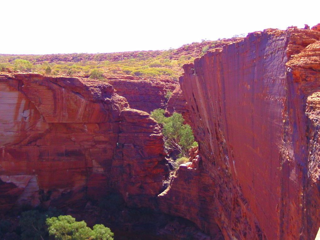 Album - The-Ultimate-Oz-Experience-2--Outback--The-Olgas---Ayers-Rock---Kings Canyon