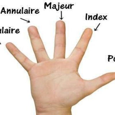 Chaque doigt est associé à deux organes