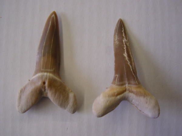 <p>Une de mes passions parmi les fossiles, les dents de requins. Trouvées en abondance en Belgique, mais des échanges et achats m'ont permis de me constituer une importante collection du Monde entier.</p>
<p>Les quelques pièces ici présentées sont datées du Permien (250 millions d'années) au Pliocène. (3 millions d'années)</p>
<p>Bonne visite !</p>
<p>Phil "Fossil"</p>
<p> </p>