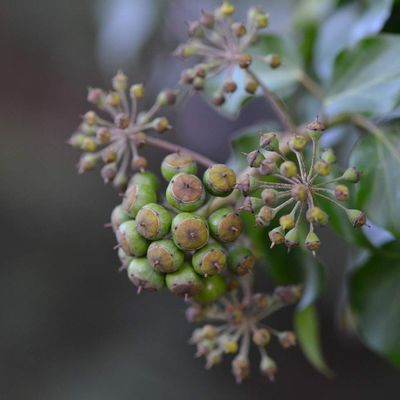 Fruits de saison ...