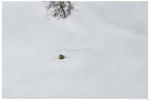 le réveil de la marmotte 