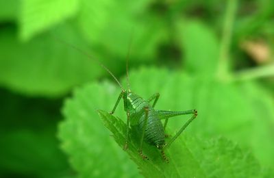 Sauterelle ponctuée,  Nacré de la ronce et Hespérie en bordure d' allée forestière