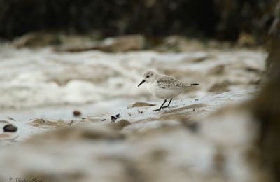 Bécasseau sanderling (Calidris alba)