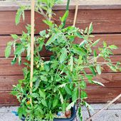 Semis de tomate "blue tear", deuxième essai - Le blog botanique de Nanie, petit à petit : un micro jardin urbain en expérimentation