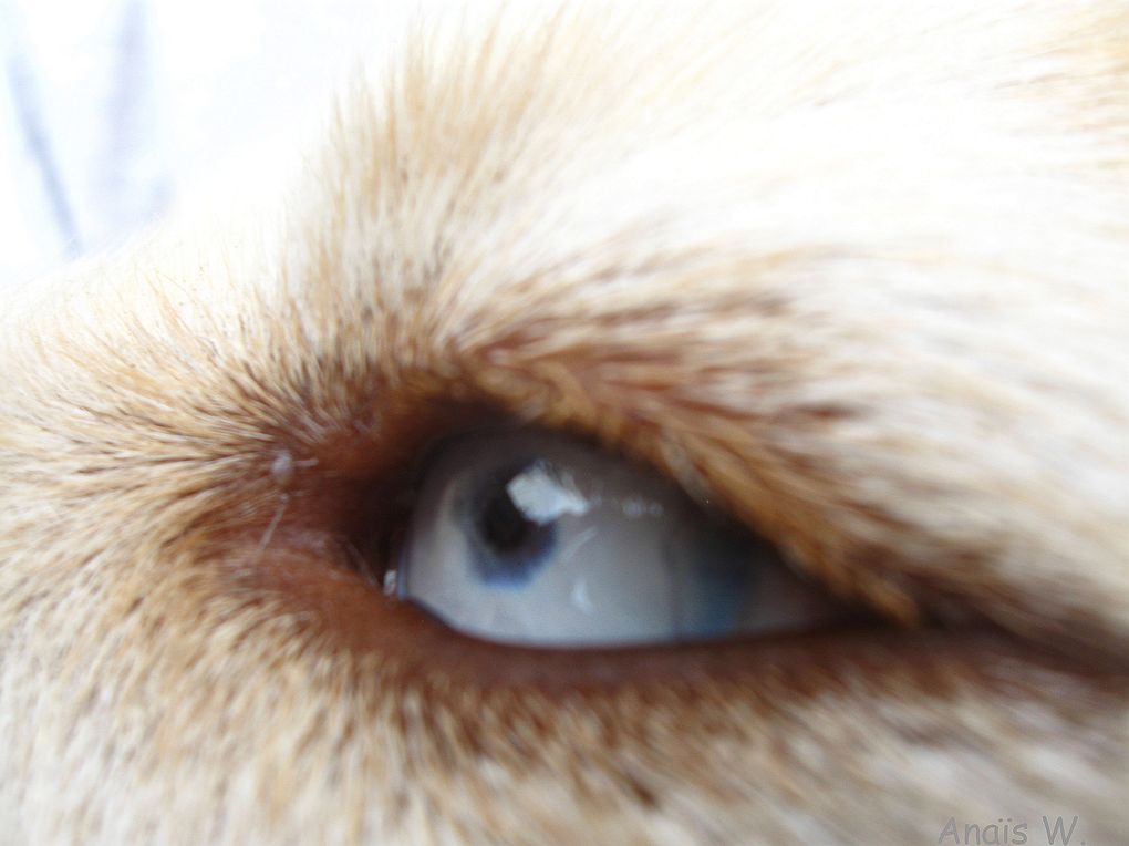 Album - Les-animaux