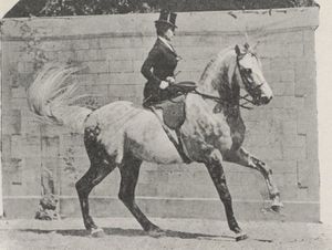 Equitation en amazone : Thérèse Renz ou Rentz