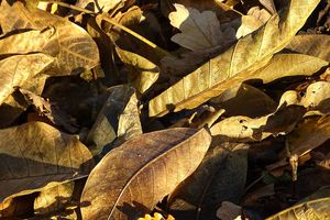 Des feuilles mortes très vivantes