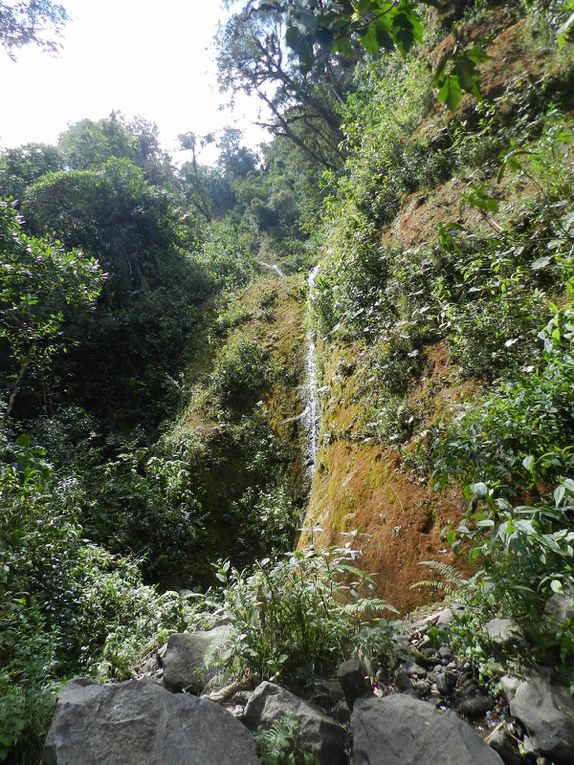 Rio Otun, selva y chorros...