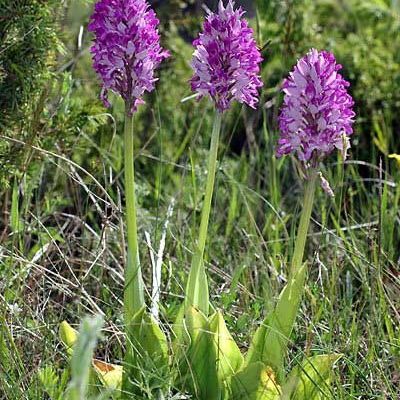 Orchis Militaris