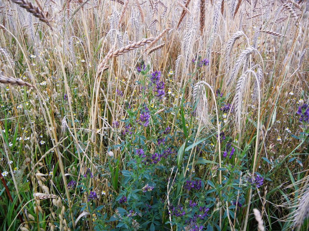 Récolte du foin, prairies qui repoussent après la première coupe, céréales: l'avoine qui rattrape le triticale et l'épeautre