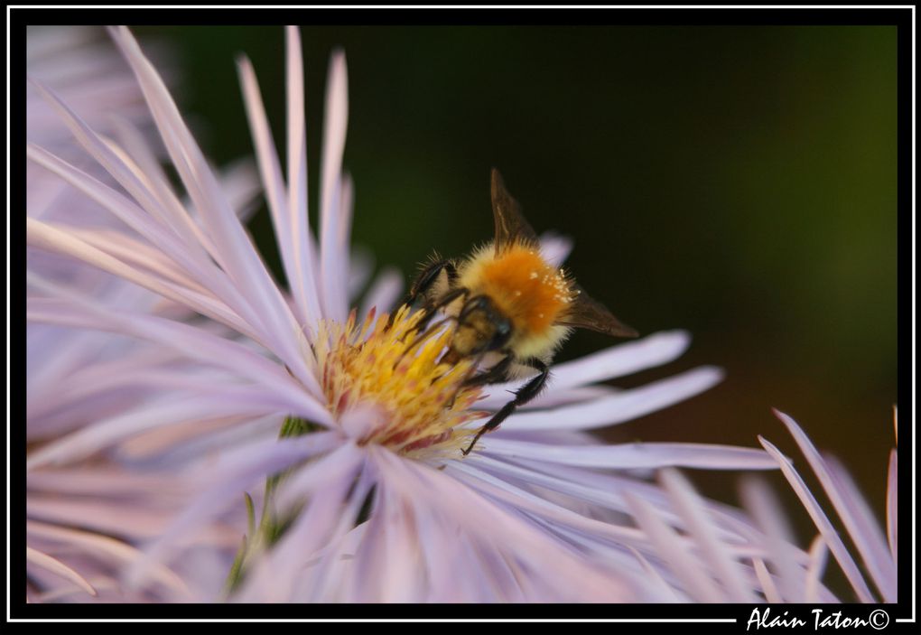 Album - Le-printemps