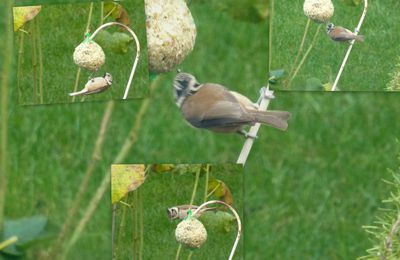 Une mésange huppée