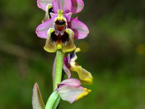 Duendes del Bosque &quot;Orquídeas&quot;