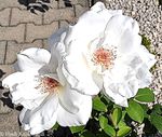 Weiße Rosen - Blumensprache - was sagt die Farbe