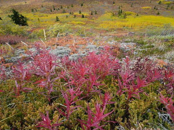 Album - z  Balades au Yukon 2007-08