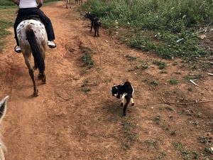 Nous croisons des animaux improbables. Nous voyons même des gens réunis pour un combat de coqs! 