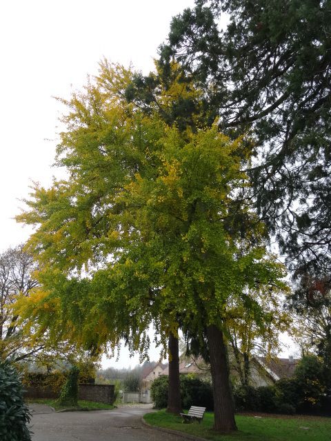 Les 2 ginkgos bilobas de Dampierre