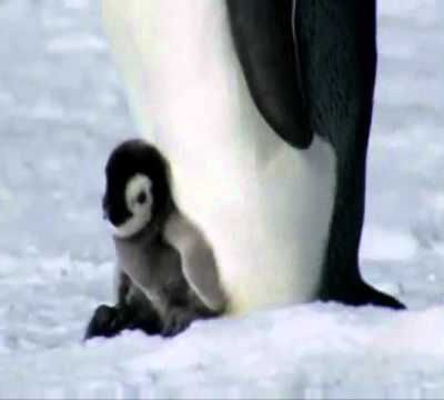 MA VIE DE PINGOUIN de Katarina Mazetti