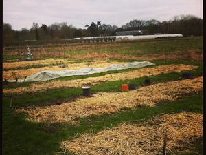 Notre parcelle de 5m x 3m (en friche) à côté des bandes de jardin collectif