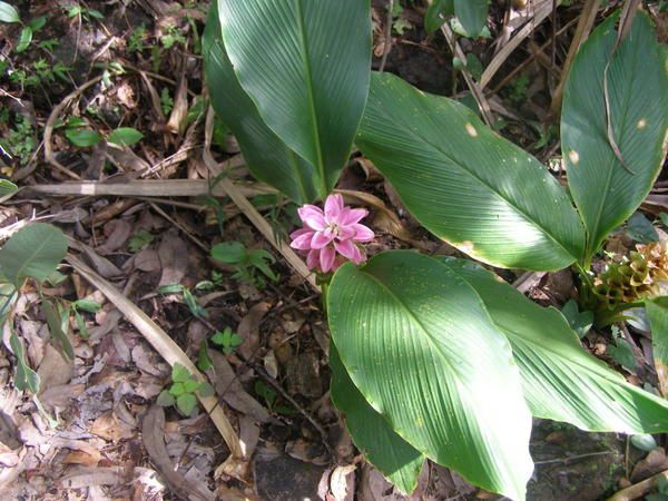 Album - Flore et Faune