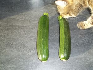 Soupe de courgette à la vache qui rit