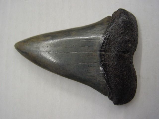 <p>Une de mes passions parmi les fossiles, les dents de requins. Trouvées en abondance en Belgique, mais des échanges et achats m'ont permis de me constituer une importante collection du Monde entier.</p>
<p>Les quelques pièces ici présentées sont datées du Permien (250 millions d'années) au Pliocène. (3 millions d'années)</p>
<p>Bonne visite !</p>
<p>Phil "Fossil"</p>
<p> </p>