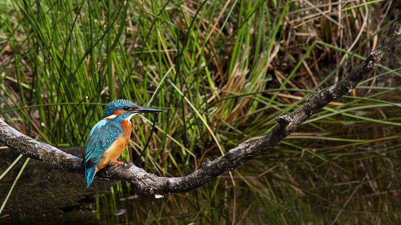 Se perdre oui, mais avant tout au sens figuré ! Quel bonheur de trouver un coin de nature pour s’évader et profiter des vacances autrement. Le long des sentiers,ou du Domaine de Fleury au Teich, c’est l’occasion d’observer les oiseaux sur terre ou dans les airs, ou des blondes d’Aquitaine qui elles ont toujours les pieds sur terre, et le museau dans l’herbe ! Aux Pres salés d'Arés-Lége, un autre écrin de nature, plus sauvage, avec même des airs de savane. Magique !