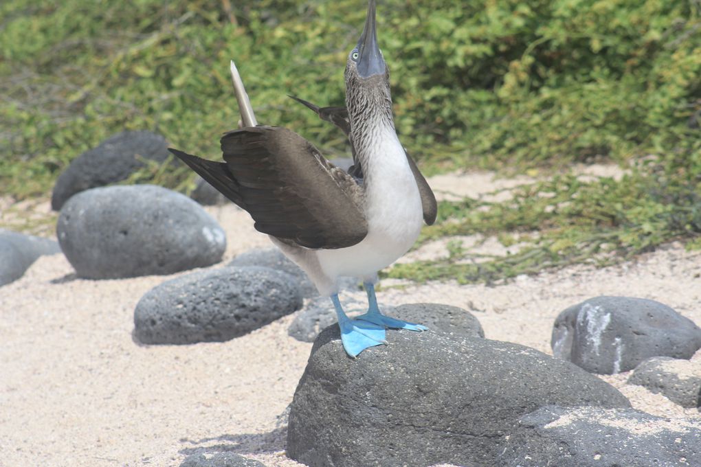 Album - 2.2013-galapagos-saymour-norte